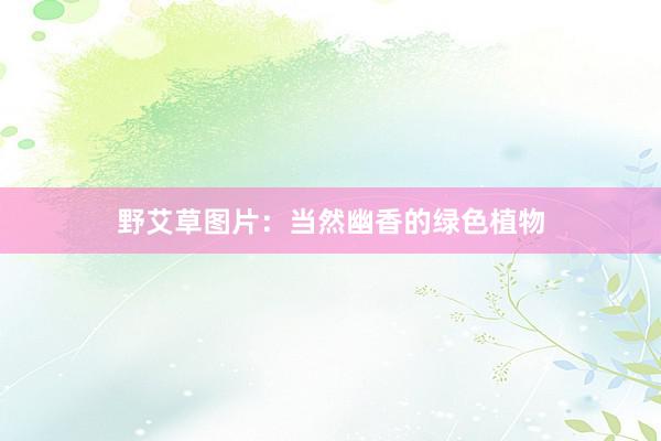 野艾草图片：当然幽香的绿色植物